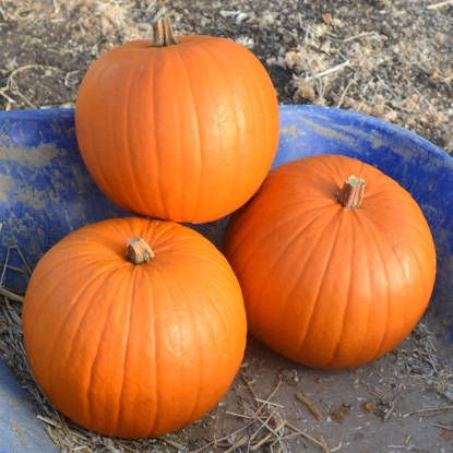 Picture of Pumpkin Harvest Moon F1